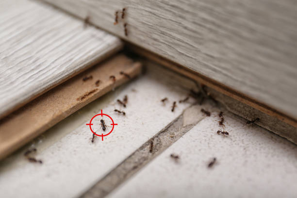 Pest Prevention Services in Towamensing Trails, PA