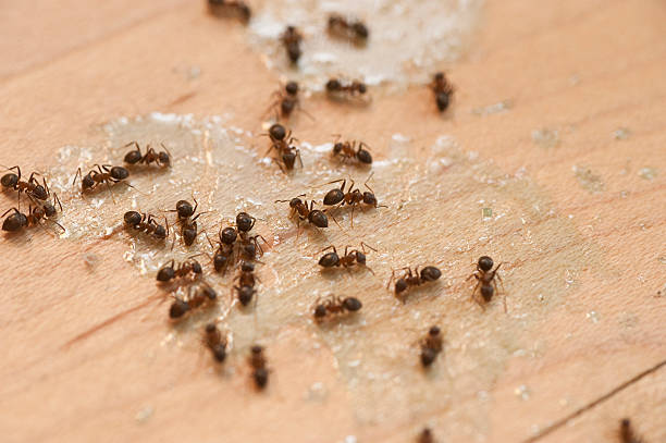 Best Insect Control  in Towamensing Trails, PA